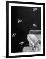 Honeybees-Wallace Kirkland-Framed Photographic Print