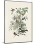 Honeybloom Bird II-Wild Apple Portfolio-Mounted Art Print