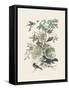 Honeybloom Bird II-Wild Apple Portfolio-Framed Stretched Canvas