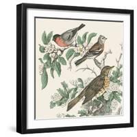 Honeybloom Bird IV-Wild Apple Portfolio-Framed Art Print