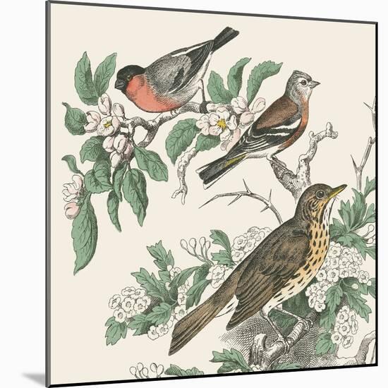 Honeybloom Bird IV-Wild Apple Portfolio-Mounted Art Print