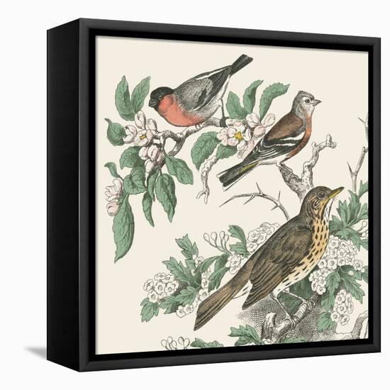 Honeybloom Bird IV-Wild Apple Portfolio-Framed Stretched Canvas