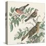 Honeybloom Bird IV-Wild Apple Portfolio-Stretched Canvas