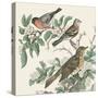 Honeybloom Bird IV-Wild Apple Portfolio-Stretched Canvas