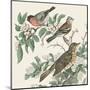 Honeybloom Bird IV-Wild Apple Portfolio-Mounted Art Print