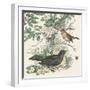 Honeybloom Bird V-Wild Apple Portfolio-Framed Art Print
