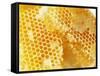 Honeycomb (Close-Up)-Colin Erricson-Framed Stretched Canvas