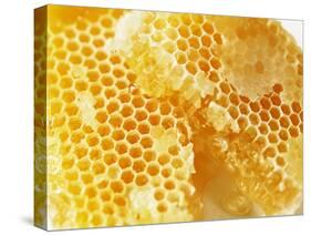 Honeycomb (Close-Up)-Colin Erricson-Stretched Canvas