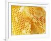 Honeycomb (Close-Up)-Colin Erricson-Framed Photographic Print