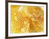 Honeycomb (Close-Up)-Colin Erricson-Framed Photographic Print