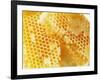 Honeycomb (Close-Up)-Colin Erricson-Framed Photographic Print