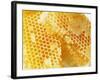 Honeycomb (Close-Up)-Colin Erricson-Framed Photographic Print