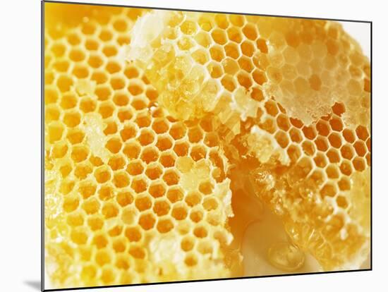 Honeycomb (Close-Up)-Colin Erricson-Mounted Photographic Print