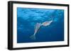 Honeycomb Cowfish Courtship Display (Lactophrys Polygonia), Cozumel, Caribbean Sea, Mexico-Reinhard Dirscherl-Framed Photographic Print