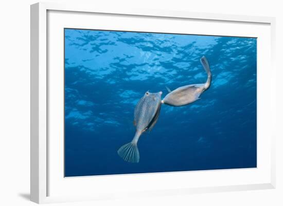Honeycomb Cowfish Courtship Display (Lactophrys Polygonia), Cozumel, Caribbean Sea, Mexico-Reinhard Dirscherl-Framed Photographic Print