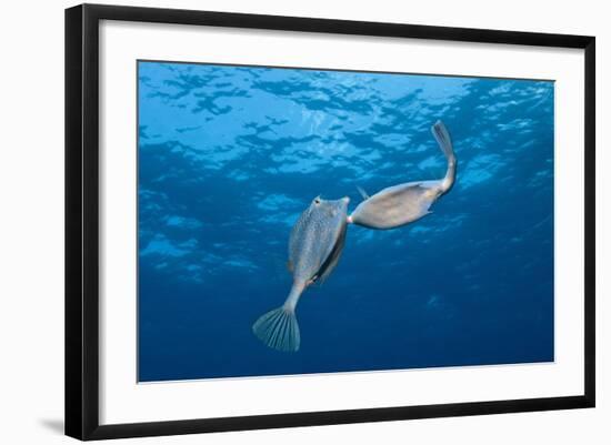 Honeycomb Cowfish Courtship Display (Lactophrys Polygonia), Cozumel, Caribbean Sea, Mexico-Reinhard Dirscherl-Framed Photographic Print