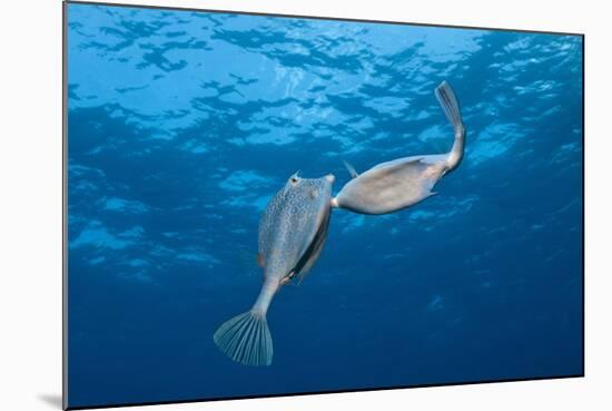 Honeycomb Cowfish Courtship Display (Lactophrys Polygonia), Cozumel, Caribbean Sea, Mexico-Reinhard Dirscherl-Mounted Photographic Print