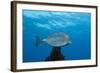 Honeycomb Cowfish (Lactophrys Polygonia), Cozumel, Caribbean Sea, Mexico-Reinhard Dirscherl-Framed Photographic Print