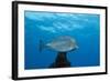 Honeycomb Cowfish (Lactophrys Polygonia), Cozumel, Caribbean Sea, Mexico-Reinhard Dirscherl-Framed Photographic Print