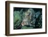 Honeycomb Cowfish-Hal Beral-Framed Photographic Print