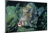 Honeycomb Cowfish-Hal Beral-Mounted Photographic Print