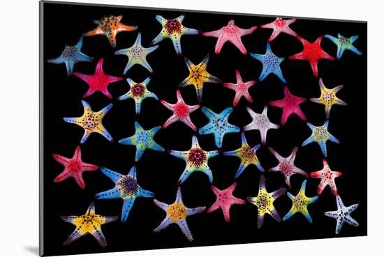 Honeycomb / Cushion starfish composite image-Georgette Douwma-Mounted Photographic Print