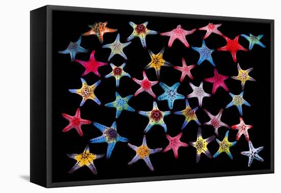 Honeycomb / Cushion starfish composite image-Georgette Douwma-Framed Stretched Canvas