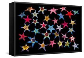 Honeycomb / Cushion starfish composite image-Georgette Douwma-Framed Stretched Canvas