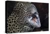 Honeycomb Moray Eel (Gymnothorax Favagineus) Being Cleaned by a White-Banded Cleaner Shrimp (Lysmat-Reinhard Dirscherl-Stretched Canvas