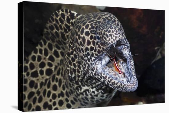 Honeycomb Moray Eel (Gymnothorax Favagineus) Being Cleaned by a White-Banded Cleaner Shrimp (Lysmat-Reinhard Dirscherl-Stretched Canvas