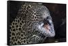 Honeycomb Moray Eel (Gymnothorax Favagineus) Being Cleaned by a White-Banded Cleaner Shrimp (Lysmat-Reinhard Dirscherl-Framed Stretched Canvas