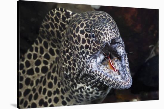 Honeycomb Moray Eel (Gymnothorax Favagineus) Being Cleaned by a White-Banded Cleaner Shrimp (Lysmat-Reinhard Dirscherl-Stretched Canvas