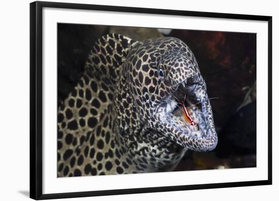 Honeycomb Moray Eel (Gymnothorax Favagineus) Being Cleaned by a White-Banded Cleaner Shrimp (Lysmat-Reinhard Dirscherl-Framed Photographic Print