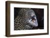 Honeycomb Moray Eel (Gymnothorax Favagineus) Being Cleaned by a White-Banded Cleaner Shrimp (Lysmat-Reinhard Dirscherl-Framed Photographic Print