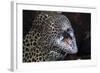 Honeycomb Moray Eel (Gymnothorax Favagineus) Being Cleaned by a White-Banded Cleaner Shrimp (Lysmat-Reinhard Dirscherl-Framed Photographic Print