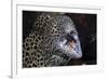 Honeycomb Moray Eel (Gymnothorax Favagineus) Being Cleaned by a White-Banded Cleaner Shrimp (Lysmat-Reinhard Dirscherl-Framed Photographic Print