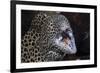 Honeycomb Moray Eel (Gymnothorax Favagineus) Being Cleaned by a White-Banded Cleaner Shrimp (Lysmat-Reinhard Dirscherl-Framed Photographic Print