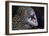 Honeycomb Moray Eel (Gymnothorax Favagineus) Being Cleaned by a White-Banded Cleaner Shrimp (Lysmat-Reinhard Dirscherl-Framed Photographic Print