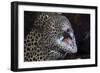 Honeycomb Moray Eel (Gymnothorax Favagineus) Being Cleaned by a White-Banded Cleaner Shrimp (Lysmat-Reinhard Dirscherl-Framed Photographic Print