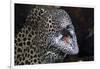 Honeycomb Moray Eel (Gymnothorax Favagineus) Being Cleaned by a White-Banded Cleaner Shrimp (Lysmat-Reinhard Dirscherl-Framed Photographic Print