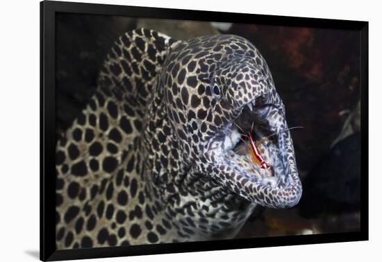 Honeycomb Moray Eel (Gymnothorax Favagineus) Being Cleaned by a White-Banded Cleaner Shrimp (Lysmat-Reinhard Dirscherl-Framed Photographic Print