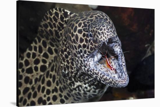 Honeycomb Moray Eel (Gymnothorax Favagineus) Being Cleaned by a White-Banded Cleaner Shrimp (Lysmat-Reinhard Dirscherl-Stretched Canvas