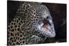 Honeycomb Moray Eel (Gymnothorax Favagineus) Being Cleaned by a White-Banded Cleaner Shrimp (Lysmat-Reinhard Dirscherl-Stretched Canvas