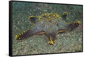 Honeycomb Sea Star-Hal Beral-Framed Stretched Canvas