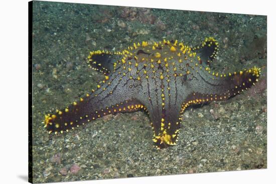 Honeycomb Sea Star-Hal Beral-Stretched Canvas