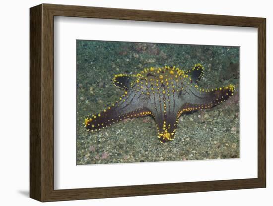 Honeycomb Sea Star-Hal Beral-Framed Photographic Print