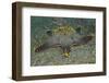 Honeycomb Sea Star-Hal Beral-Framed Photographic Print