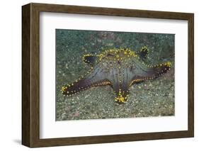 Honeycomb Sea Star-Hal Beral-Framed Photographic Print