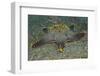 Honeycomb Sea Star-Hal Beral-Framed Photographic Print