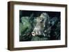 Honeycomb Trunkfish-Hal Beral-Framed Photographic Print